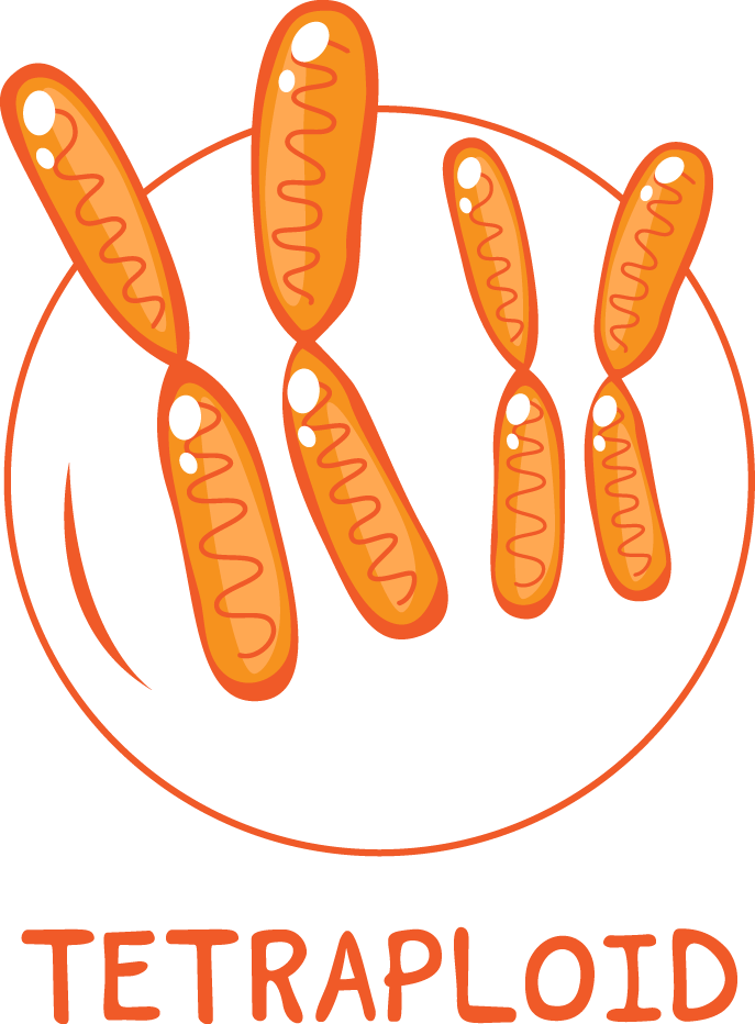 Tetraploid Logo